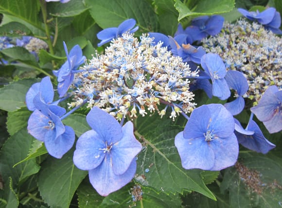 額紫陽花