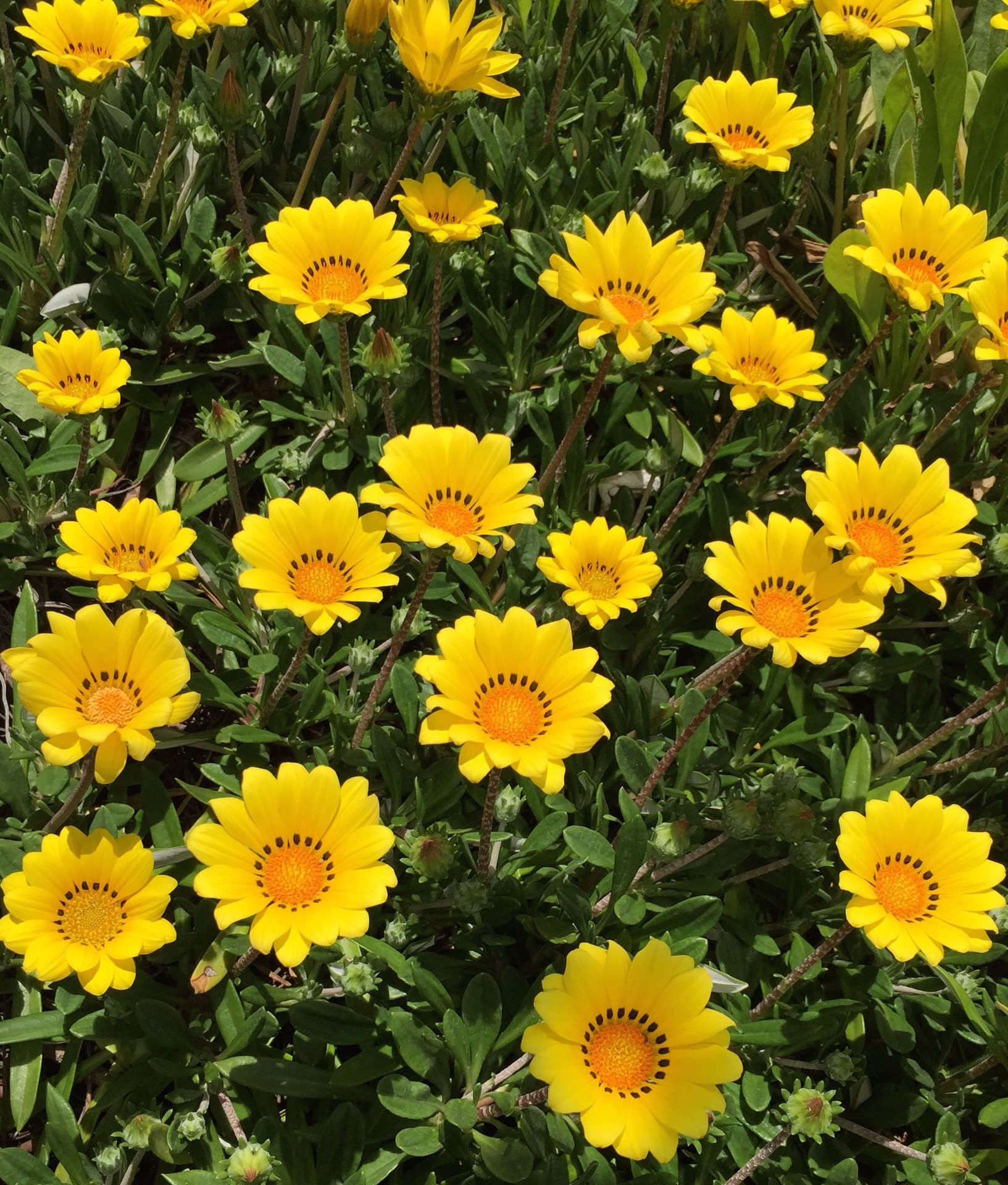 道端の花