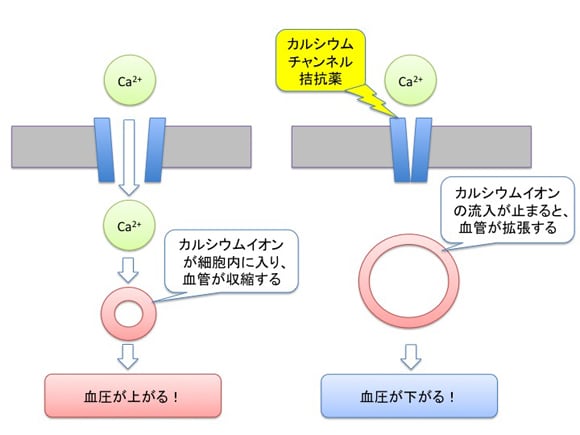 カルシウム拮抗薬