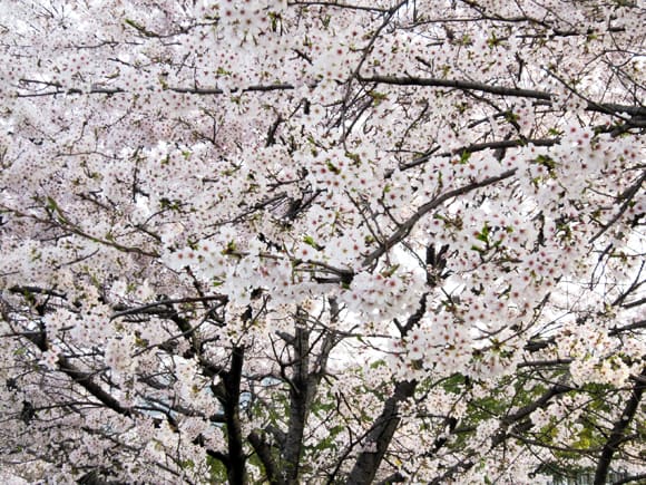 桜が満開です！