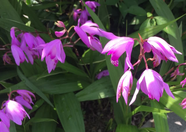 道端の花