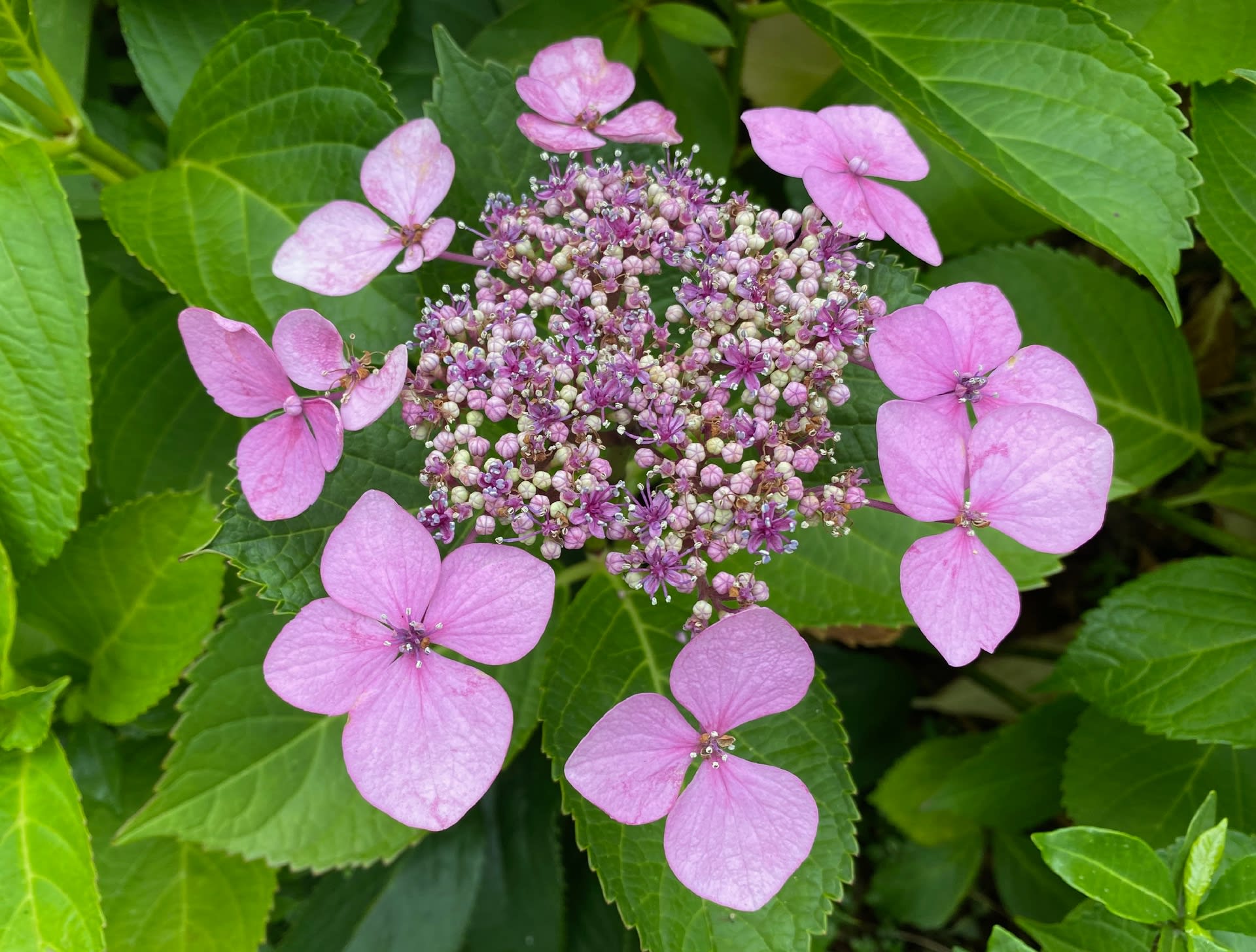 額紫陽花