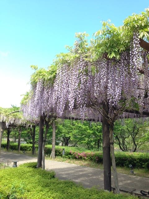 藤棚