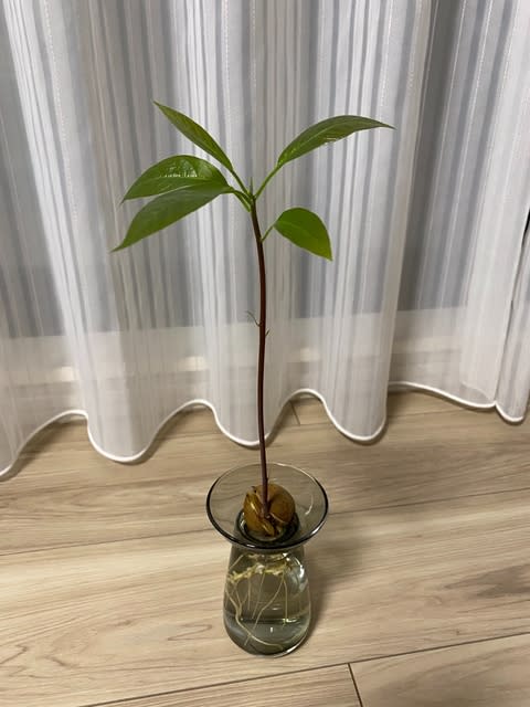 アボガドの種