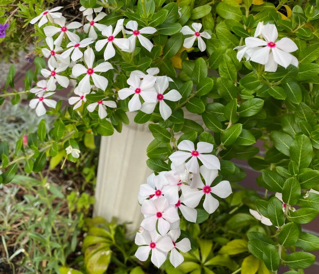 通勤中に見かけた夏の花