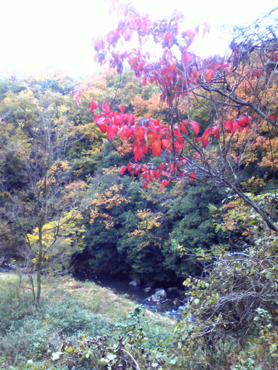 紅葉