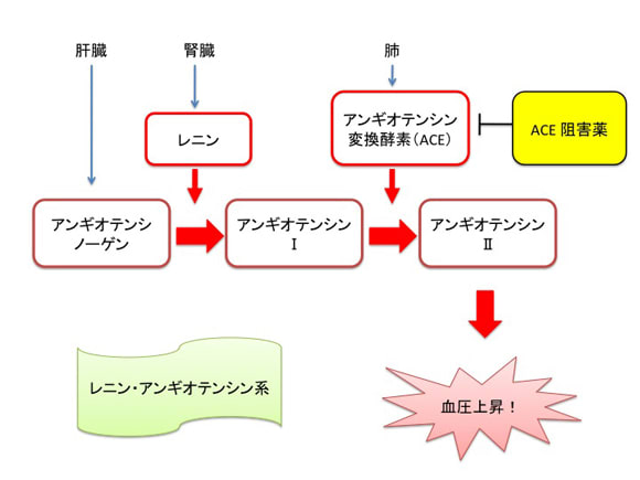 アンギオテンシン変換酵素（ACE）阻害薬
