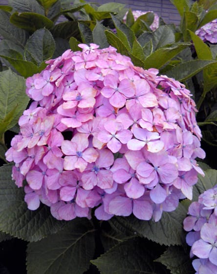 紫陽花