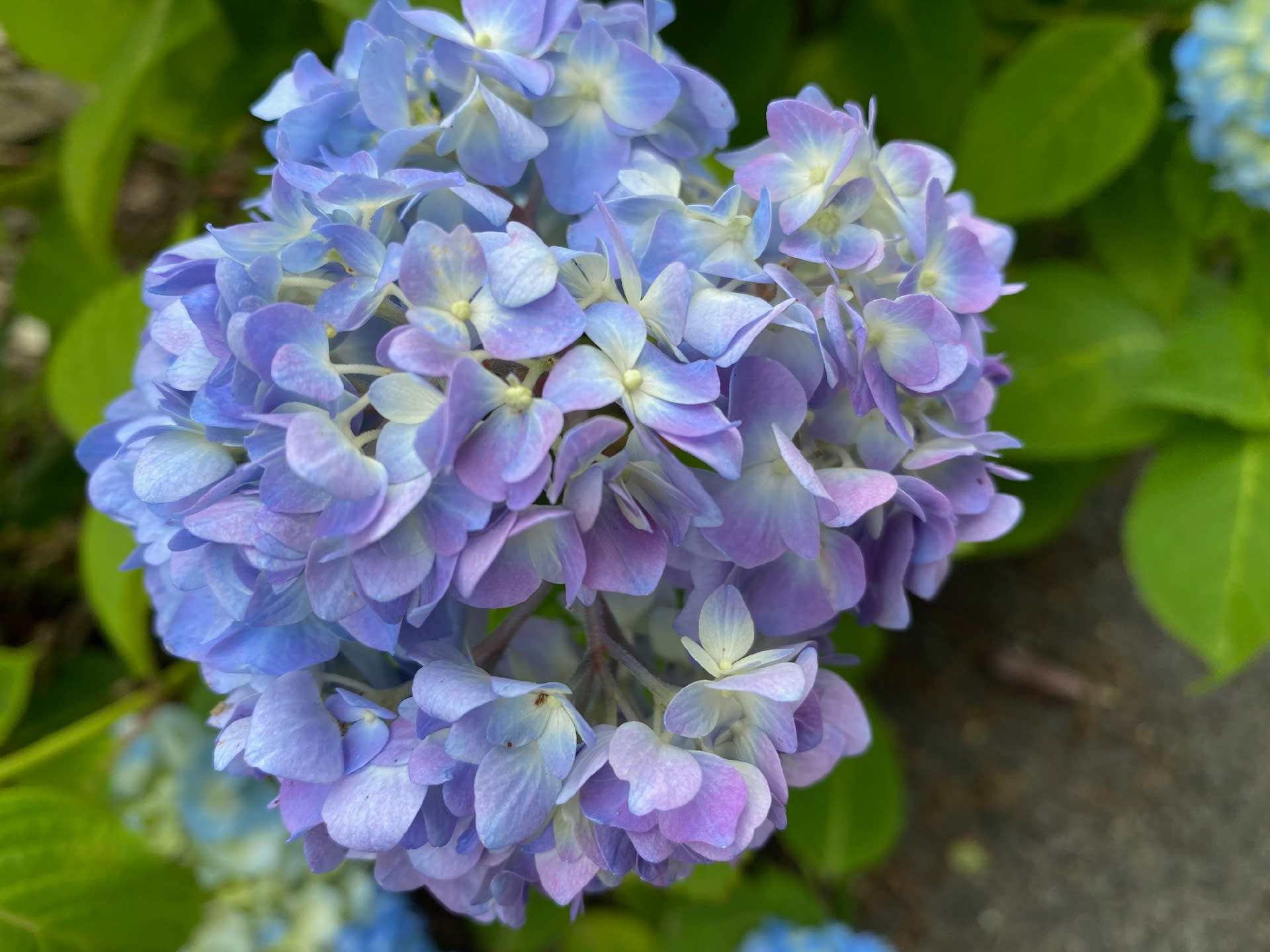 紫陽花
