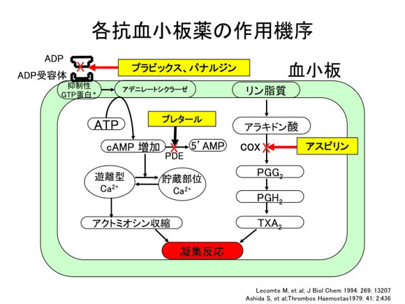 プラビックスとパナルジンの作用機序