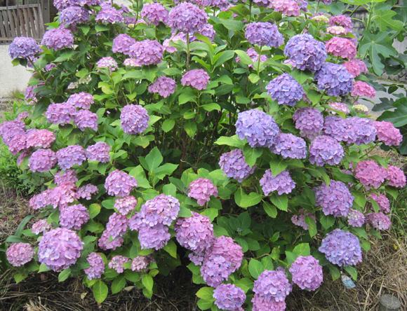 紫陽花