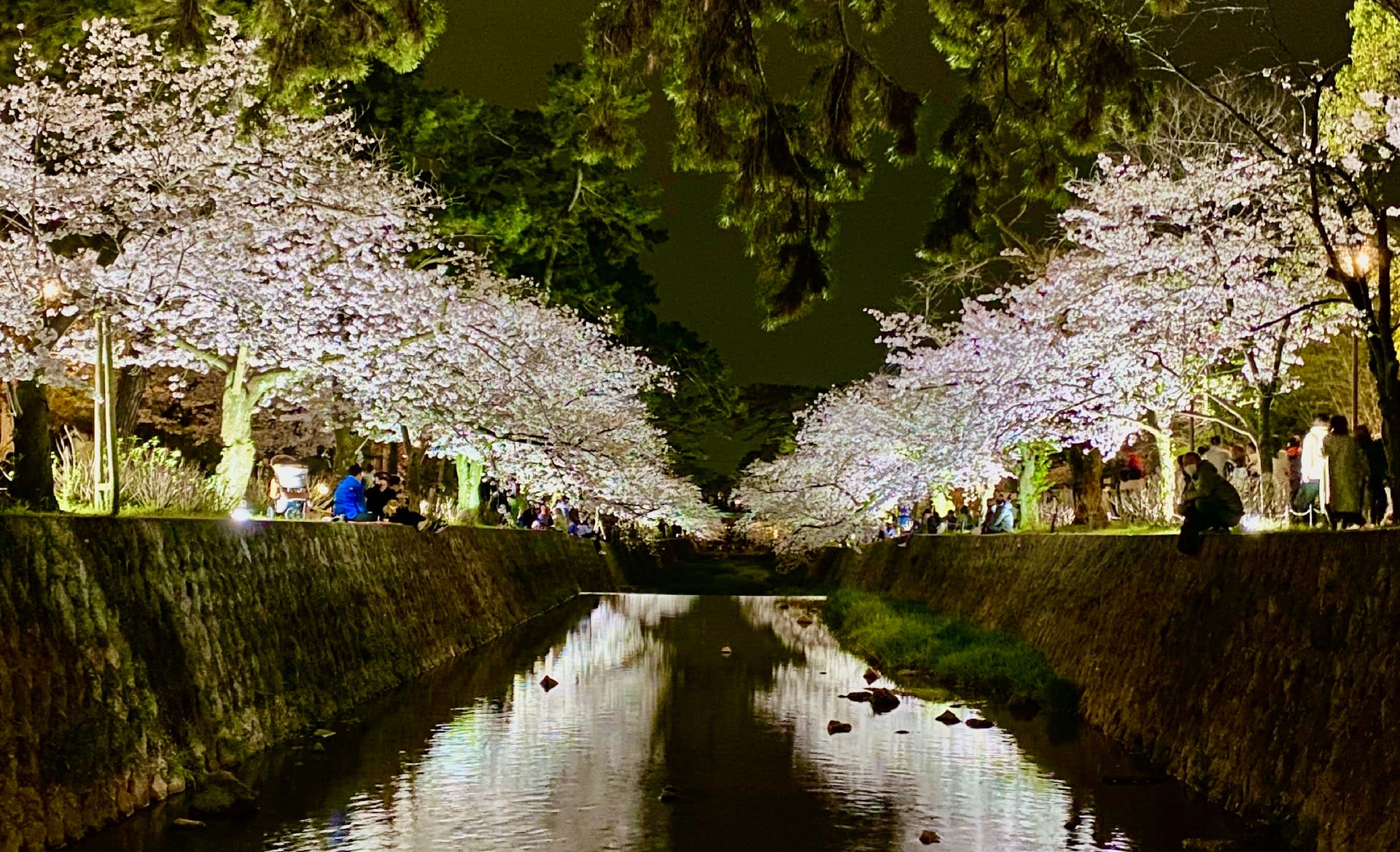 夜桜